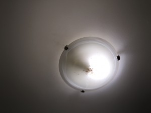 Bugs_in_light_fitting